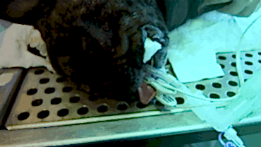 Endoskopi