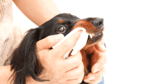 Evcil hayvan bakımı nasıl olmalıdır ve nelere dikkat edilmelidir?  Kedi, köpek ve diğer evcil hayvanların bakımı hakkında bilmeniz gereken 10 önemli konu