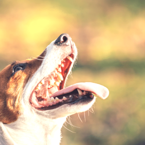 köpeklerde kötü ağız kokusu - olympos vet